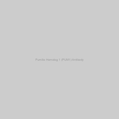 Abbexa - Pumilio Homolog 1 (PUM1) Antibody